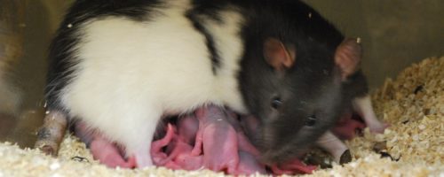 Lab photo 3